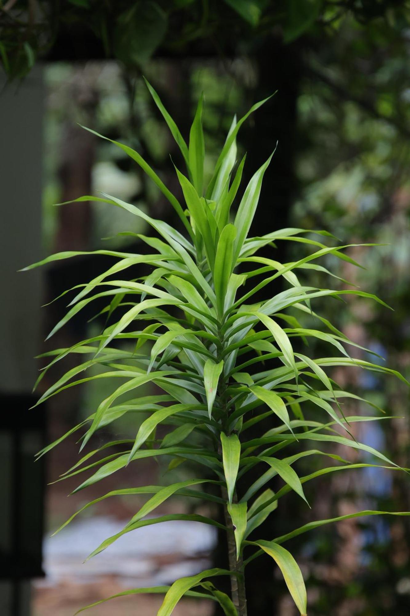 Aloe Vera Guest House Dambulla Exterior foto